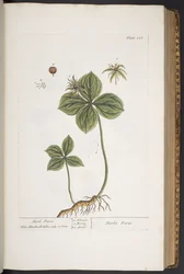 Tavola 286, da 