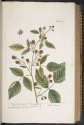 Tavola 289, da 