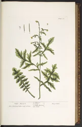 Tavola 28, Senape Selvatica, da 