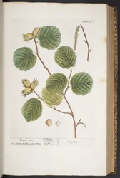 Tavola 293, da 
