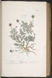 Tavola 298, da 