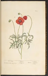 Tavola 2, Papavero rosso, da 