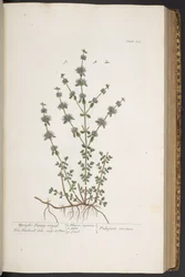 Tavola 303, da 