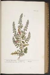 Tavola 314, da 
