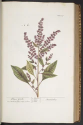 Tavola 317, Fiore Gentile, o Amaranto, da 