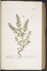 Tavola 318, da 