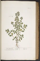 Tavola 319, da 