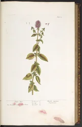 Tavola 32, Menta d