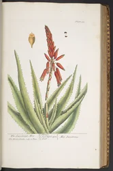 Tavola 333, da 