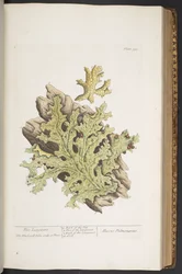 Tavola 335, da 