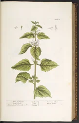 Tavola 33, Ortica bianca, da 