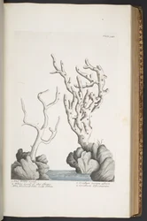 Tavola 342, da 