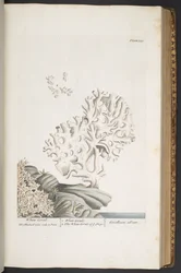 Tavola 343, da 