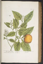 Tavola 349, da 
