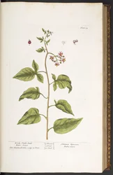 Tavola 34, dulcamara, agrodolce, da "A Curious Herbal"