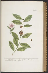 Tavola 351, da 