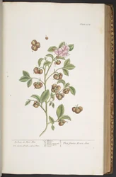 Tavola 352, da 