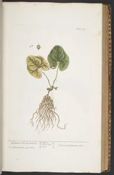 Tavola 359, da 