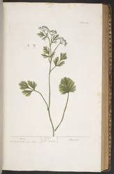 Tavola 374, da 