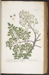 Tavola 386, da 