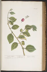 Tavola 388, da 