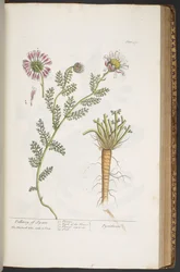 Tavola 390, Pellitory of Spain, da 
