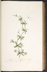 Tavola 39, Caglio, da 