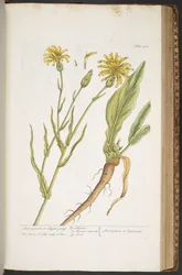 Tavola 406, da 