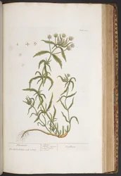 Tavola 412, da 