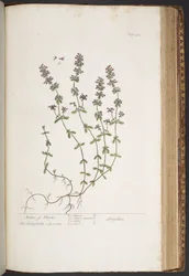 Tavola 418, da 