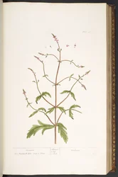 Tavola 41, Verbena, da 