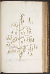 Tavola 422, da 