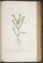 Tavola 427, da 