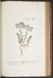 Tavola 428, da 