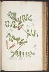 Tavola 429, da 