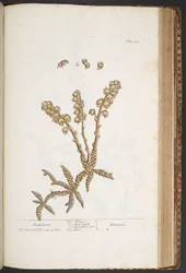 Tavola 430, Dentaria, da 