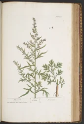 Tavola 431, da 