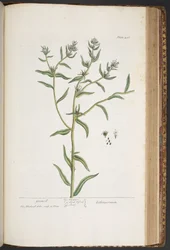 Tavola 436, da 