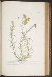 Tavola 438, da 