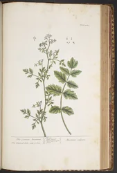 Tavola 442, da 