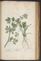 Tavola 443, Smallage, da 