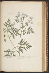 Tavola 451, da 