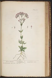 Tavola 452, da 