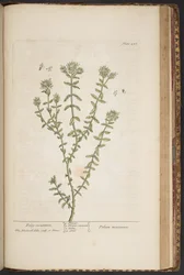 Tavola 456, da 