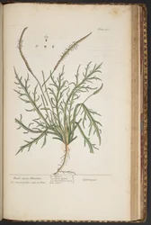 Tavola 460, da 
