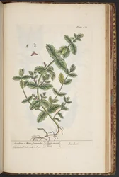 Tavola 475, da 