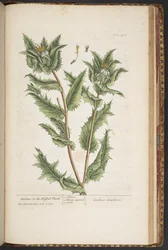 Tavola 476, Carduus, o il Cardo Benedetto, da 