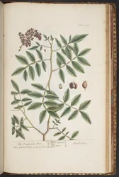Tavola 478, da 