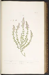 Tavola 47, Marum, da 
