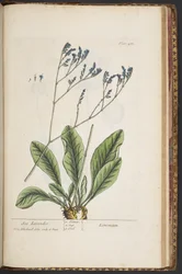 Tavola 481, da 